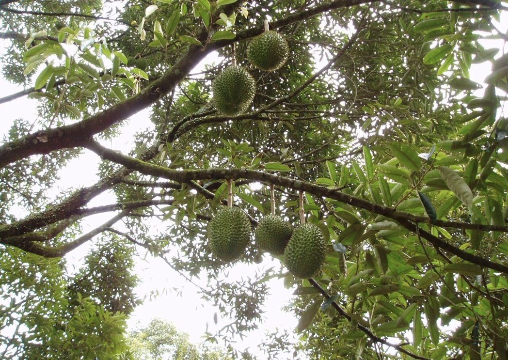 友善无污染的榴莲果园