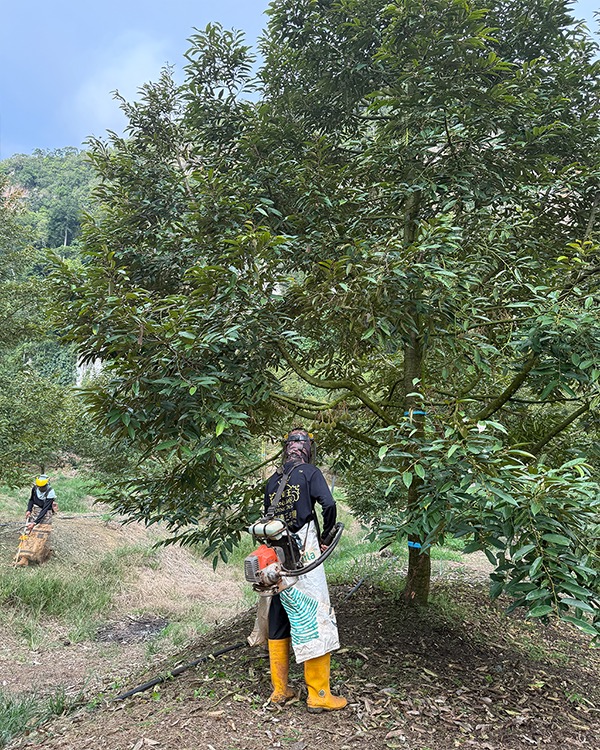 割草（成年树区）
